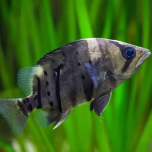 Indonesian Tigerfish (Datnioides Microlepis)