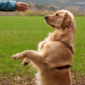 Labrador Retriever - Top Quality Dogs