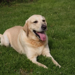 Labrador Retriever - Top Quality Dogs