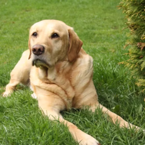 Labrador Retriever - Top Quality Dogs