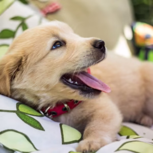 Labrador Retriever - Top Quality Dogs