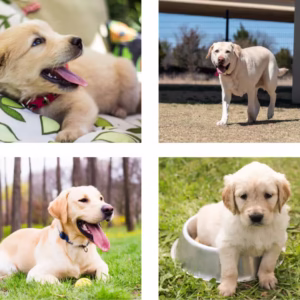 Labrador Retriever - Top Quality Dogs