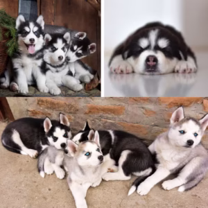 Siberian Husky Dog (Male/Female) – Color Options Available