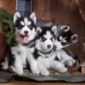 Siberian Husky Dog (Male/Female) – Color Options Available