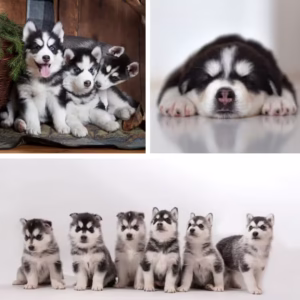 Siberian Husky Dog (Male/Female) – Color Options Available