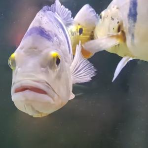 Tucanare Peacock Bass (Cichla monoculus)