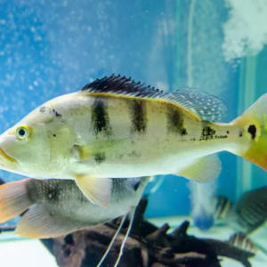 Tucanare Peacock Bass (Cichla monoculus)