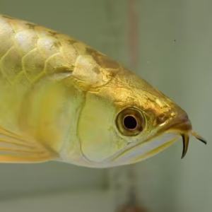24K Golden Head Arowana – The Living Gold of Aquatic Royalty