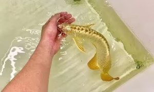 24K Golden Head Arowana – The Living Gold of Aquatic Royalty
