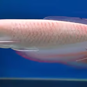 Albino Red Eye Arowana – Premium Quality Fish