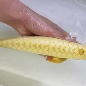 24K Golden Head Arowana – The Living Gold of Aquatic Royalty