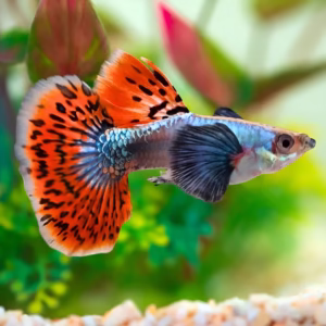 Chilli Red Big Ear Guppy