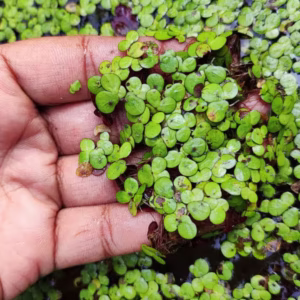 Duck weeds