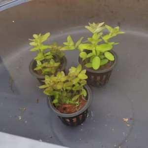 Bacopa Caroliniana