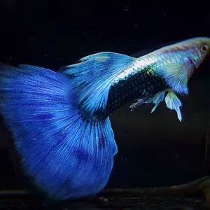 HB Blue Guppy