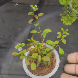 Ludwigia Repens Red