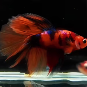 Nemo Galaxy Betta Fish (OHM | HMPK)