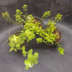 Rotala rotundifolia 'Green'