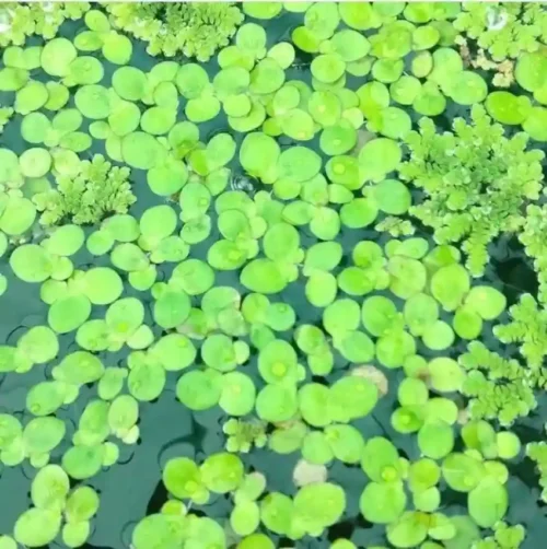 Duck weeds