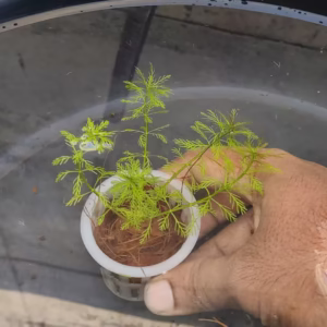 Parrot’s Feather (Myriophyllum aquaticum)