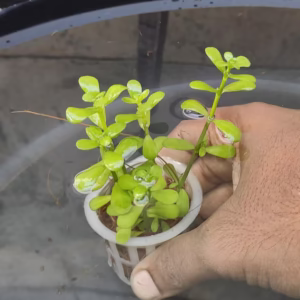 Bacopa Monnieri