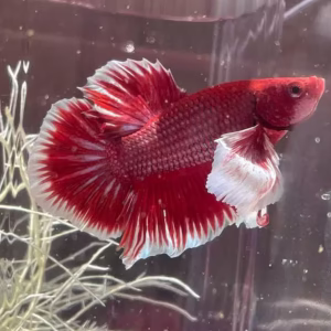 Elephant Ear Betta Fish (Dumbo Ear Betta)