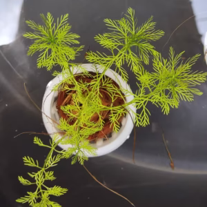 Parrot’s Feather (Myriophyllum aquaticum)