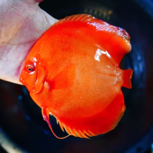 Solid Red Discus Fish