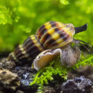Assassin Snail
