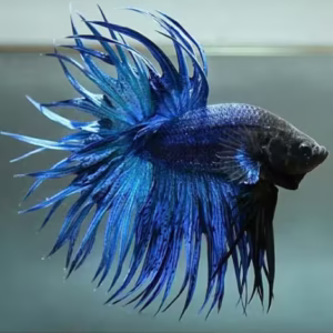Blue Crowntail Betta Fish (Betta splendens)