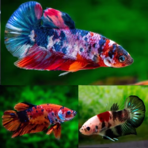 Mixed Koi Betta Fish