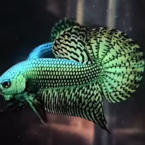 Alien Wild Betta Fish