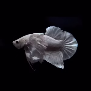 Grey Elephant Ear Betta (Dumbo Ear Betta)