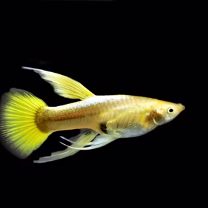 Full Gold Guppy