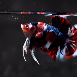 Nemo Galaxy Betta Fish (OHM | HMPK)