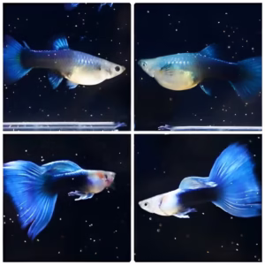 HB Blue Guppy