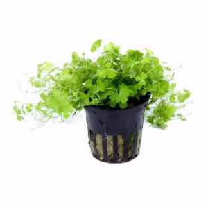 Hydrocotyle Tripartita