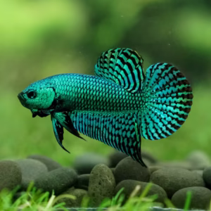 Alien Wild Betta Fish