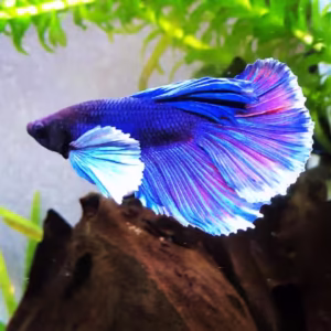 Blue Elephant Ear Betta (Dumbo Ear Betta)