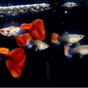 Albino Silverado Koi Guppy