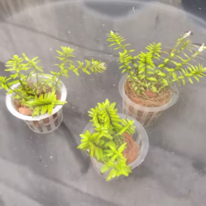 Rotala rotundifolia 'Green'