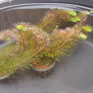 Rotala Wallichii Red