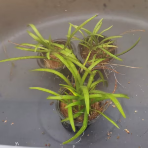 Dwarf Sagittaria