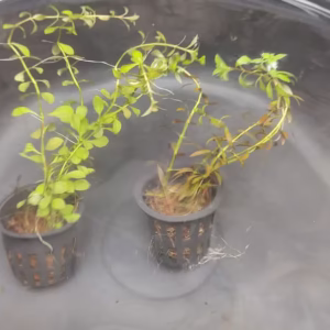 Ludwigia Repens Red