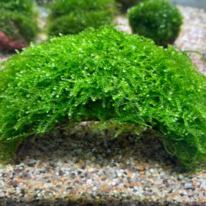 Java Moss (On Coconut Shell)