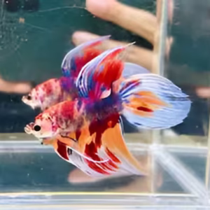 Nemo Veil Tail Betta Fish