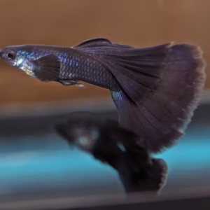 Full Black Moscow Guppy
