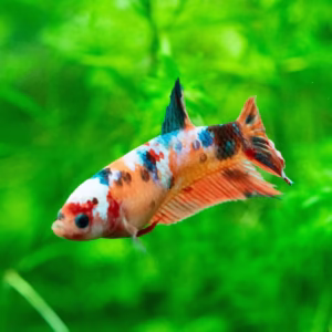 Mixed Koi Betta Fish