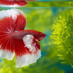 Elephant Ear Betta Fish (Dumbo Ear Betta)
