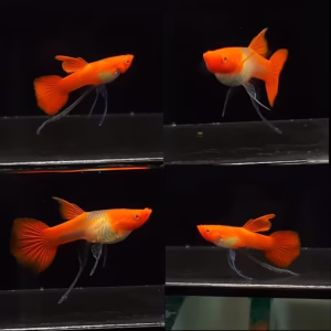 Albino Koi Red Ear Guppy